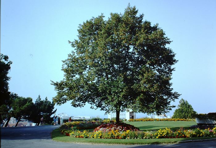 Parc Mauresque 1992